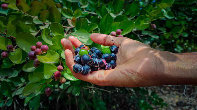 handful of blueberries