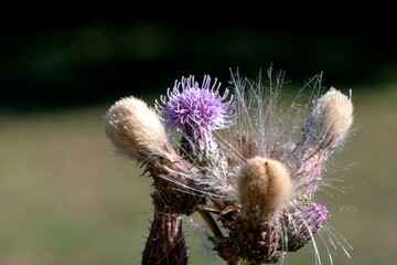 Fleur de chardon violette en gros plan par une belle journée du mois d'aout au bord d'un chemin en...