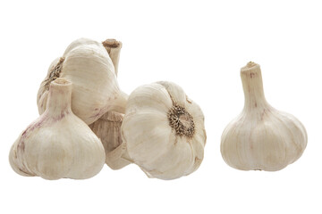  bunch of garlic on a white background.