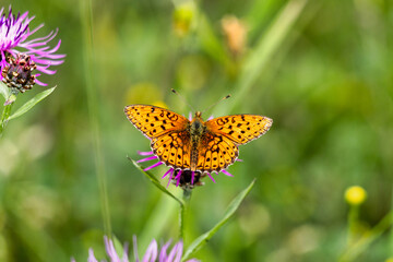 Beautiful orange butterfly sits on a purple pink flower and enjoys the summer