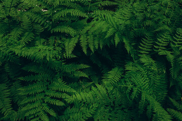 Fototapeta na wymiar Beautiful growing ferns in the forest. Natural floral fern background