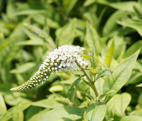 (Lysimachia clethroides) Gros plan sur épis floral courbé de Lysimaque de Chine ou lysimaque à feuilles de Cléthra composé de petites fleurs serrées blanches 