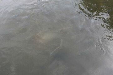 fishes in the river