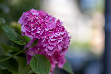 A blossom of hortensia in Cologne on a summer day