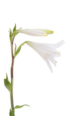 white lily isolated