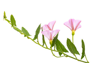 meadow bindweed isolated