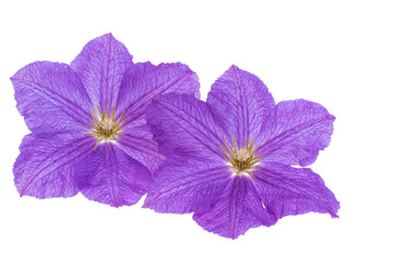  clematis isolated