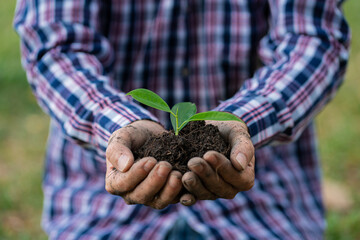 two hands holding a light green tree holding seedlings, males holding seedlings for planting world...