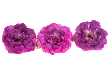 Obraz premium lilac rose isolated