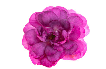 lilac rose isolated