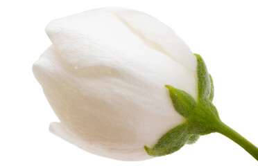 jasmine flower isolated