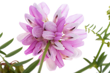 Obraz premium wild flower isolated