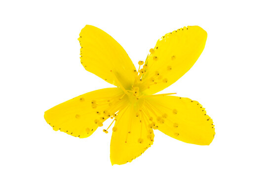 hypericum flowers isolated