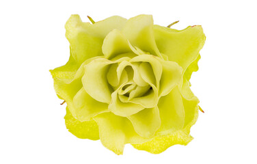 light green rose isolated