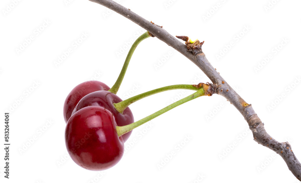 Canvas Prints cherry isolated