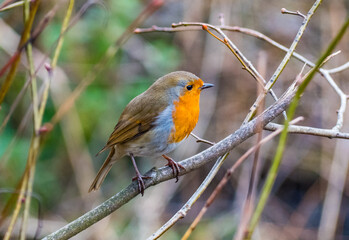Obraz premium Robin in a tree