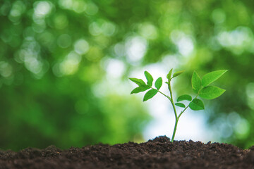 The plant grows in soil. Selective focus.