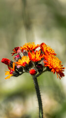 Intensive orange flower in the mountains on summer day