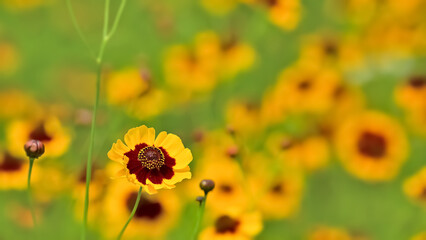 春車菊の花
