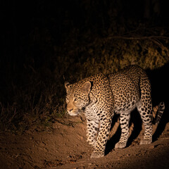 Fototapeta na wymiar Big male leopard at nighttime