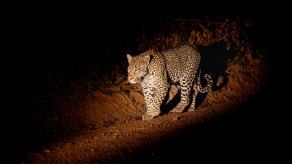 Big male leopard at nighttime