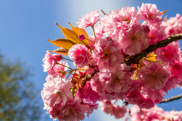 Japanese cherry blossom in spring. Closeup view