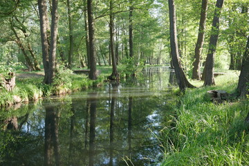 Natur am Kanal im Spreewald