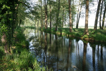 Fototapeta premium Natur mit Wald an einem Kanal im Spreewald