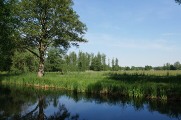 Fototapeta na wymiar Natur mit Wald an einem Kanal im Spreewald