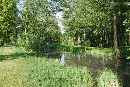 Natur mit Wald an einem Kanal im Spreewald