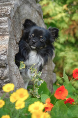 A cute black-tricolor Chihuahua male dog, long-haired, posing in a hollowed tree log in a flowering garden 