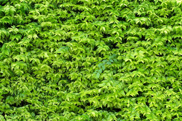 Beautiful leaves pattern for nature Background.