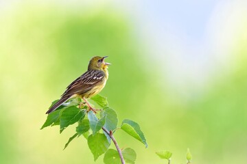早朝の初夏の高原で囀る日本固有種の珍しい鳥、ノジコ