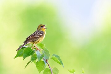 早朝の初夏の高原で囀る日本固有種の珍しい鳥、ノジコ