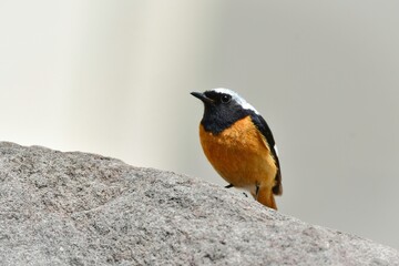 初夏に軽井沢等高原の森で出会えるきれいな小鳥、ジョウビタキ