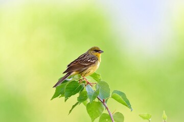 早朝の初夏の高原で囀る日本固有種の珍しい鳥、ノジコ