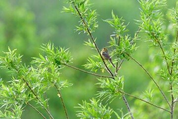 早朝の初夏の高原で囀る日本固有種の珍しい鳥、ノジコ