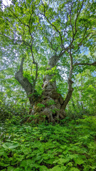 長野県志賀高原の巨木、一の瀬のシナノキ