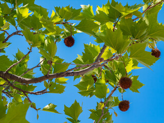 Plane tree, sycamore leaves and flowers isolated on natural background