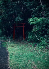 森の中にひっそりと佇む鳥居