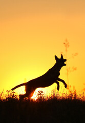 Dog silhouette Belgian Shepherd Malinois on sunset background