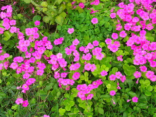 秋の野原に咲く花酢漿草