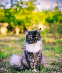 Naklejka na ściany i meble A fluffy cat is sitting on the grass and look away