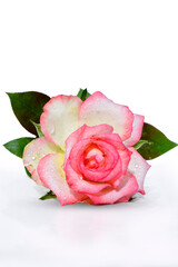 A beautiful fresh pink rose isolated on white background
