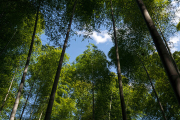 Fototapeta premium 竹林と青空