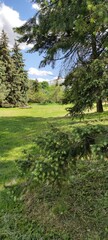 Fototapeta na wymiar Green beautiful park, with cut grass, bushes and lush trees