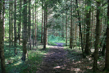 path in the forest