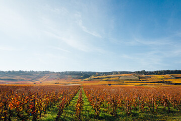 Fototapeta na wymiar un paysage de vignoble automnal. Des vignes en automne. La Côte-d'Or en automne. La Bourgogne et ses vignes dorées pendant l'automne. Des collines couvertes de vignes en automne. Le temps des vendange