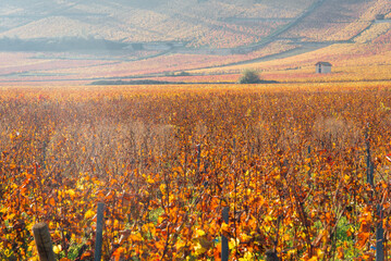 un paysage de vignoble automnal. Des vignes en automne. La Côte-d'Or en automne. La Bourgogne et ses vignes dorées pendant l'automne. Des collines couvertes de vignes en automne. Le temps des vendange