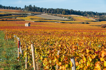 un paysage de vignoble automnal. Des vignes en automne. La C&ocirc;te-d'Or en automne. La Bourgogne et ses vignes dor&eacute;es pendant l'automne. Des collines couvertes de vignes en automne. Le temps des vendange